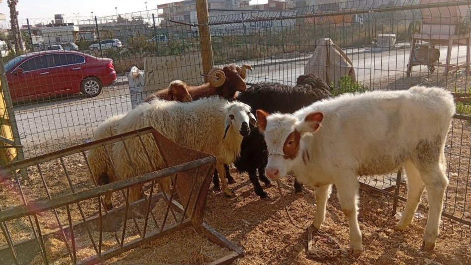 Danayı bile otomobille çalmışlar: Yakalanan 3 hırsız tutuklandı