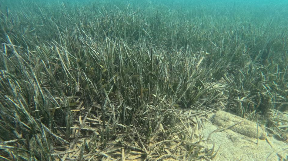 Doğu Akdeniz'de deniz çayırlarının son kalesi: Aydıncık