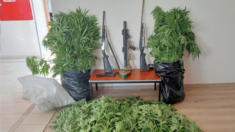 Gizli kenevir bahçesi kuran şüpheli tutuklandı