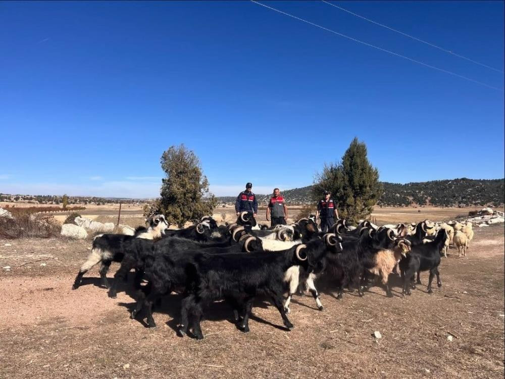 Mersin'de kayıp hayvanlar jandarma tarafından 4 kilometre uzakta bulundu