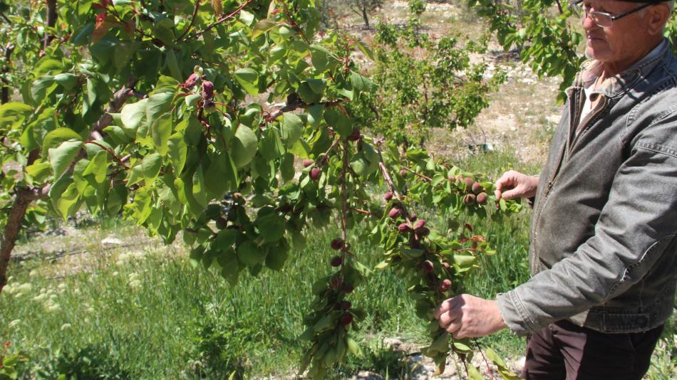 Türkiye'nin sofralık kayısı üretim merkezi, zirai donu yüzde 30 hasarla atlattı